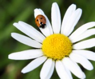 Bild: blühende Margerite mit Marienkäfer