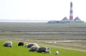 Bild: Schafe vor Leuchtturm