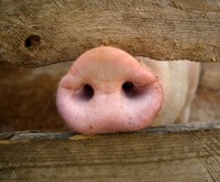 Bild: Schweinenase